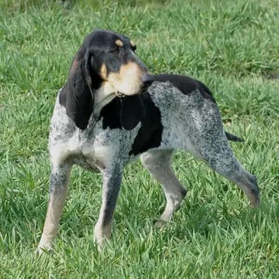 Petit bleu de Gascogne – Hunderasse