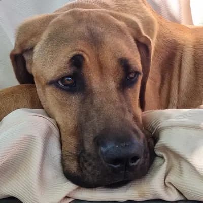 Foto von Bjarne, einem Broholmer-Elternhund in Sachsen.