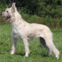 Foto der Rasse Bouvier des Ardennes