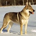 Foto der Rasse Tschechoslowakischer Wolfhund