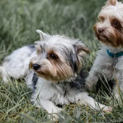 Titelbild von Yorkshire Terrier von den Tölzer Auen  in Bayern, Heimat unserer Biewer Terrier-Zucht.