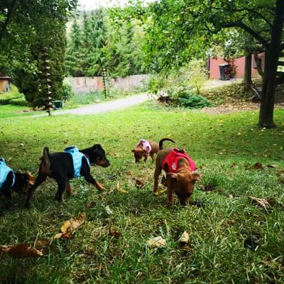 Bild aus Lowermillzwergpinscher  in Baden-Württemberg, wo unsere Zwergpinscher-Hunde in einer liebevollen Umgebung aufwachsen.