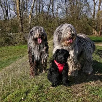 Galerie-Bild von von den Keksdieben in Baden-Württemberg, mit Eindrücken unserer Bergamasker Hirtenhund-Zucht.