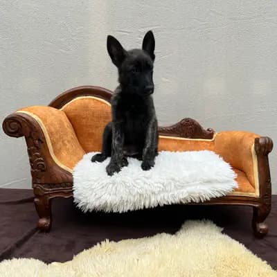 Galerie-Bild von Holländische Schäferhunde od Zlaté Sovy in Nordrhein-Westfalen, mit Eindrücken unserer Hollandse Herdershond (Holländischer Schäferhund)-Zucht.