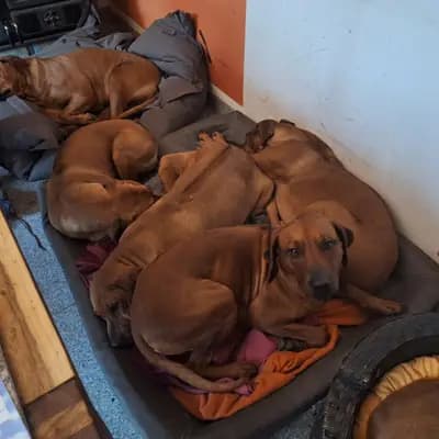 Bild aus Rhodesian Ridgeback Sonnenhof Dornieden  in Nordrhein-Westfalen, wo unsere Rhodesian Ridgeback-Hunde in einer liebevollen Umgebung aufwachsen.