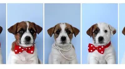V-Wurf (V-enus-Wurf) – 杰克罗素梗 Wurf, Schleswig-Holstein, 由...饲养 Jack Russell Terrier von der Bramau 