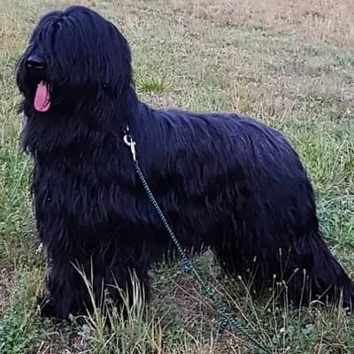 Foto von Tzigane, einem Berger de Brie (Briard)-Elternhund in Baden-Württemberg.