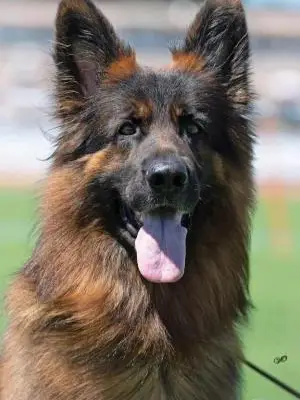 Wurf nach Diva und Ares – German Shepherd Wurf, Bayern, Raised by Team Phoenix 