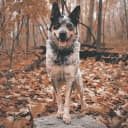 Foto der Rasse Australian Cattle Dog