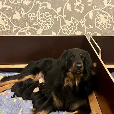 Bild aus Hovawart von der Hünenburg  in Nordrhein-Westfalen, wo unsere Hovawart-Hunde in einer liebevollen Umgebung aufwachsen.