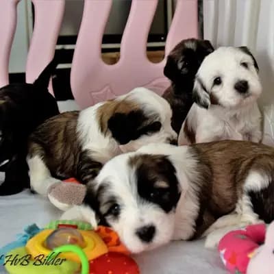Galerie-Bild von "Tingsha"  Tibet Terrier von Unterfranken in Bayern, mit Eindrücken unserer Tibet Terrier-Zucht.