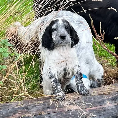 Zauberhafte English Setter Welpen werden voller Freude erwartet – Gordon Setter Welpe, Sachsen, Raised by Gordon Setter und englische Setter aus Sachsen 