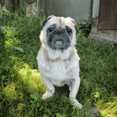 Teddy