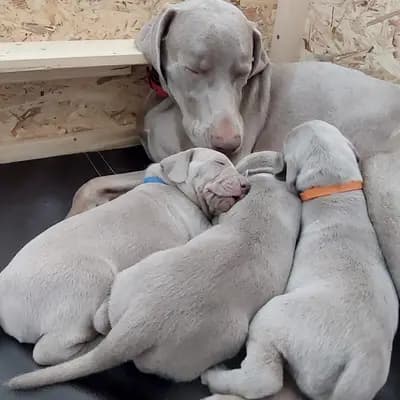 Foto von Misty, einem Weimaraner (kurzhaar)-Elternhund in Niederösterreich.