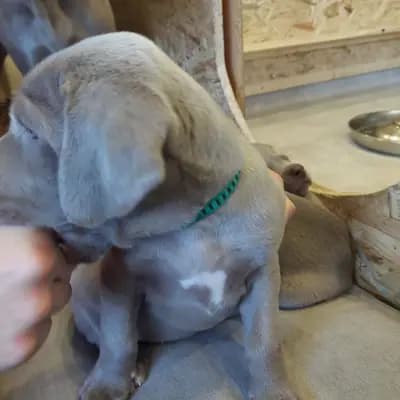 Foto von !VERKAUFT! MAILY (kleine Prinzessin), einem Weimaraner (kurzhaar)-Welpe in Niederösterreich.