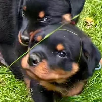 Bild aus Rottweilerzwinger vom Weiltal  in Hessen, wo unsere Rottweiler-Hunde in einer liebevollen Umgebung aufwachsen.