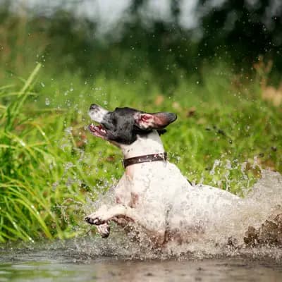 Galerie-Bild von Zwinger von den Dachsfichten in Brandenburg, mit Eindrücken unserer English Pointer-Zucht.