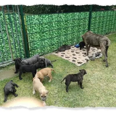 Bild aus Romaner Antikdoggenzucht "vom römischen Reich" in Nordrhein-Westfalen, wo unsere Cane Corso Italiano-Hunde in einer liebevollen Umgebung aufwachsen.