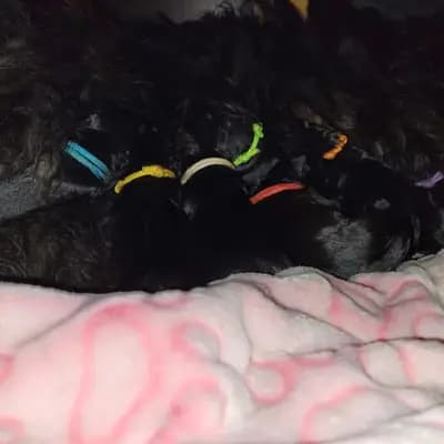 Foto des C-Wurf von Bergamasker Hirtenhund in von den Keksdieben, aufgenommen in Baden-Württemberg.