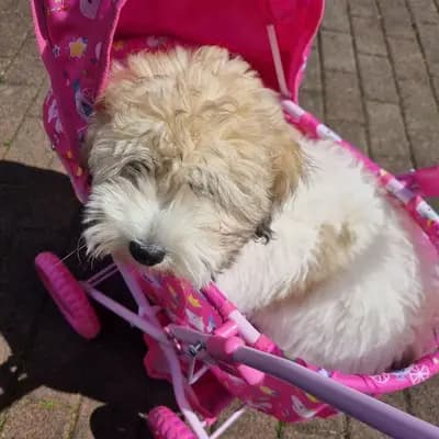 Jace lieber Coton de Tulear Welpe – Coton de Tulear Welpe, Nordrhein-Westfalen, 由...饲养 Sweet little white Angel of Paradise 