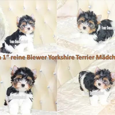 Lola – Yorkshire Terrier Welpe, Bayern, 由...饲养 Hundezucht vom Donaupalast