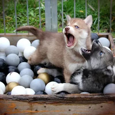 Galerie-Bild von Huskykennel of Snow Wolf Valley in Bayern, mit Eindrücken unserer Siberian Husky-Zucht.