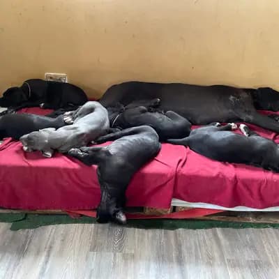 Bild aus von der Edelruh  in Bayern, wo unsere Deutsche Dogge-Hunde in einer liebevollen Umgebung aufwachsen.