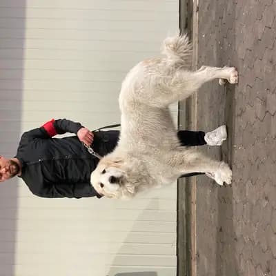 Foto von Gisha , einem Pyrenäen-Berghund-Elternhund in Nordrhein-Westfalen.