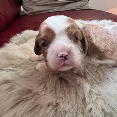 Foto von Bello, einem Cavalier King Charles Spaniel-Welpe in Rheinland-Pfalz.