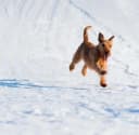 Foto der Rasse Irish Soft Coated Wheaten Terrier