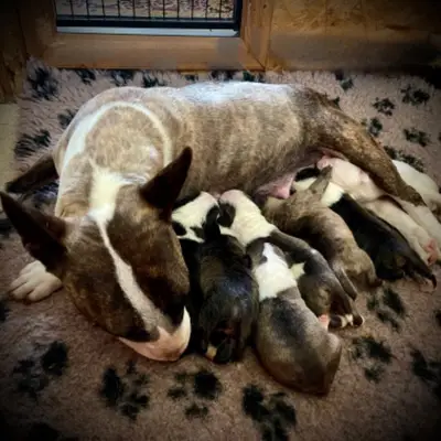 Foto des W-Wurf von Miniature Bullterrier in VON SAALEWIESEN, aufgenommen in Thüringen.