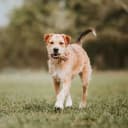 Foto der Rasse Border Terrier