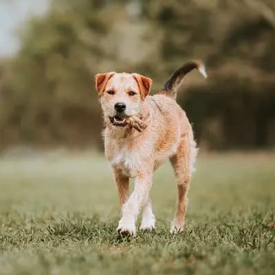 Border Terrier – Hunderasse