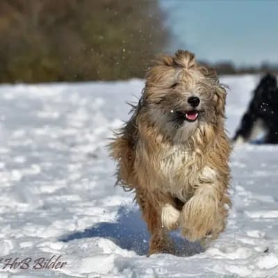 Galerie-Bild von "Tingsha"  Tibet Terrier von Unterfranken in Bayern, mit Eindrücken unserer Tibet Terrier-Zucht.