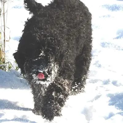 Foto von Toni, einem Barbet-Elternhund in Oberösterreich.