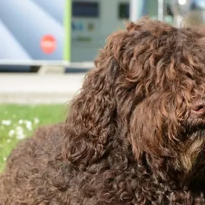 Foto von Honey, einem Barbet-Elternhund in Oberösterreich.