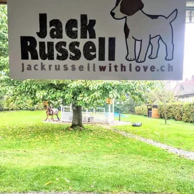 Bild aus Kyra with Love... in Bern, wo unsere Jack Russell Terrier-Hunde in einer liebevollen Umgebung aufwachsen.