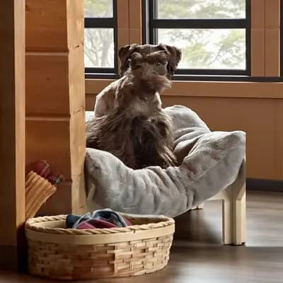 M-Wurf – 迷你雪纳瑞 Wurf, Bayern, 由...饲养 Ehrenbürg-Zwerge (American Schnauzer)