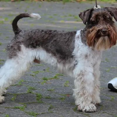 M-Wurf – 迷你雪纳瑞 Wurf, Bayern, 由...饲养 Ehrenbürg-Zwerge (American Schnauzer)
