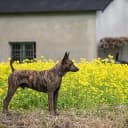 Foto der Rasse Taiwanhund