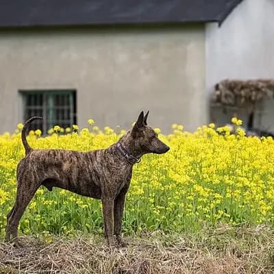 Taiwanhund – Hunderasse