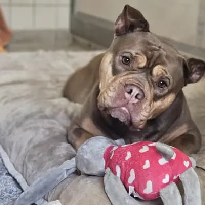 Foto von Grom, einem geretteten Bullmastiff in Hamburg.