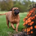 Foto der Rasse Bullmastiff