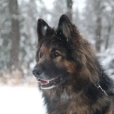 MOBBY, verschmuster Hund nur für Erfahrene