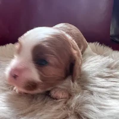 Foto von Björn, einem Cavalier King Charles Spaniel-Welpe in Rheinland-Pfalz.