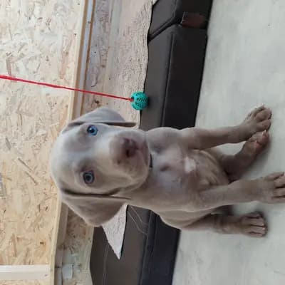 Foto von !VERKAUFT! Marvel (Wunder), einem Weimaraner (kurzhaar)-Welpe in Niederösterreich.
