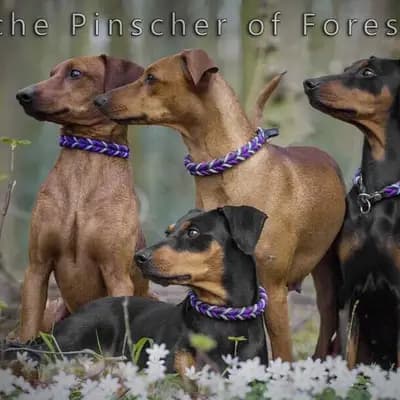 Titelbild von Deutsche Pinscher Of Forest Rose  in Nordrhein-Westfalen, Heimat unserer Deutscher Pinscher-Zucht.
