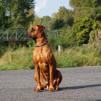 Galerie-Bild von Kennel vom Werratal in Thüringen, mit Eindrücken unserer Rhodesian Ridgeback-Zucht.