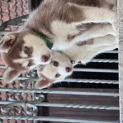 Vanda – Pomsky Welpe, Bayern, 由...饲养 Mystic Falls Pomsky Minihuskys 