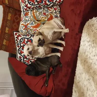 Bild aus Rotellini's  in Niedersachsen, wo unsere Mops-Hunde in einer liebevollen Umgebung aufwachsen.